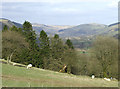 Farmland and woodland north of Ffarmers.Carmarthenshire