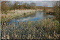 Wildlife pond at Dorsington