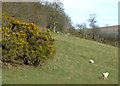 Gorse and grazing east of Cellan, Ceredigion