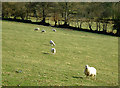 Sheep grazing near Cellan, Ceredigion