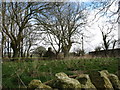 Ruined cottage behind Ty Mawr