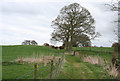 Tree by the Bishop Bennet Way, north of Hinton Old Hall