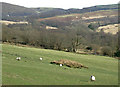 Grazing east of Cellan, Ceredigion