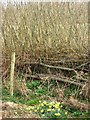 Layered hedge in Nature Reserve