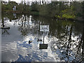 Pond, Middlesex University, Cat Hill