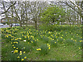 Daffodils, Chase Side, London N14