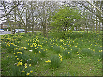 TQ2895 : Daffodils, Chase Side, London N14 by Christine Matthews