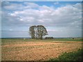 Trees in the field