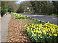 Roadside daffodils on Warley Road at Headley Common