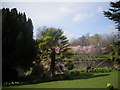 Spring flowers and trees in Ravenscourt Park