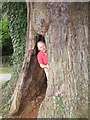 The hollow Eardisley Oak