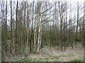 Birches in Whitchurch Waterway Country Park