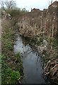 Bulrushes by Stag Brook, Whitchurch