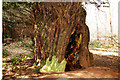 The bole of the King Yew in Woolaston wood