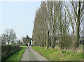 ST9256 : 2009 : Lombardy poplars near Spiers Piece Farm by Maurice Pullin