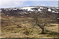 Isolated tree, Gleann Beag