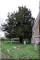 Yew tree in Milton churchyard