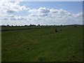 River Don Flood Plain