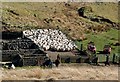 Sheep At Delamford