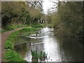 Wendover Arm: Reed Beds in the Canal