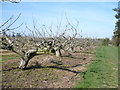 Old orchard to the south of the church of St.Mary, Norton