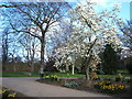 Magnolia , Botanical Gardens