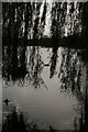 Swan on Brookvale park lake