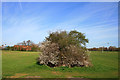 Hedge in West Park