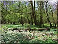 Lying Log,  Machen Forge Trail