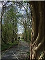 Approaching the Viaduct, Machen Forge Trail