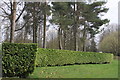 Tree cathedral showing outer "wall".