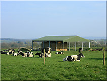 ST7042 : 2009 : The herd, near Weston Town, Wanstrow by Maurice Pullin