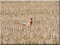 TM3671 : Pheasant in a Sibton stubble field by Geographer