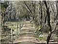 Raised footpath north of Hammerhill Wood