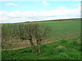 Hedgerow and Field