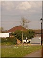 Throop: daffodils under tree