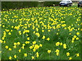 Daffodils at Kirtling Towers