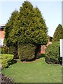 Silverlink - Trimmed conifers