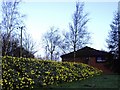 Daffodils next to Travelodge