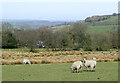 Grazing near Cwmann, Carmarthenshire