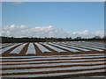 Polytunnels at Park Style Farm