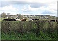 Cattle sunning off Rockfield Road