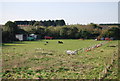 Horse in a paddock near Bloors Wharf