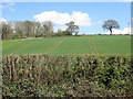SO4814 : Sloping pasture and arable land, Rockfield by Pauline E