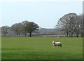 Pasture near Pont Llanio, Ceredigion