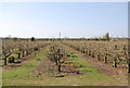 Orchard near Otterham Quay