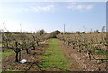 Orchard near Otterham Quay (2)