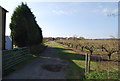 Track through the Orchard, Otterham Quay