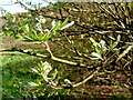 Rowan leaves and buds