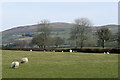 Pasture near Llanddewi-Brefi, Ceredigion